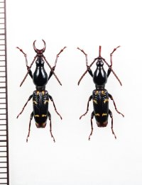 ミツギリゾウムシの一種　Orfilaia vulsellata　ペア　南アフリカ
