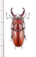 カツラホソアカクワガタ　♂33.7mm　ベトナム北東部