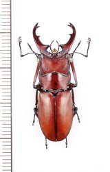 カツラホソアカクワガタ　♂33.7mm　ベトナム北東部