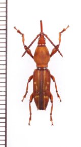 ミツギリゾウムシの一種　Brentidae species 　♀　エクアドル