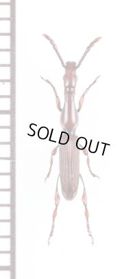 ミツギリゾウムシの一種　Brentidae species　ザンビア