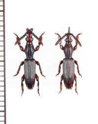 好蟻性オニミツギリゾウムシの一種　Pericordus freyi　ペア　南アフリカ
