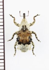 地衣類に擬態したゾウムシの一種　Curculionidae species　フィリピン(ミンダナオ島)