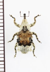 地衣類に擬態したゾウムシの一種　Curculionidae species　フィリピン(ミンダナオ島)