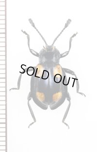 テントウムシダマシの一種　 Endomychidae species　フィリピン（ミンダナオ島）