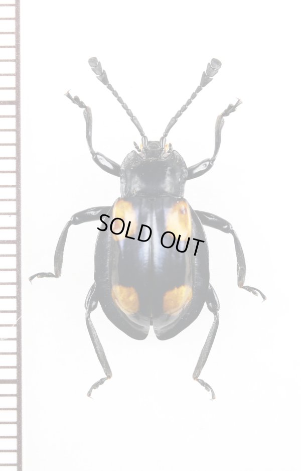 画像1: テントウムシダマシの一種　 Endomychidae species　フィリピン（ミンダナオ島）