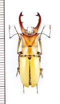 ビタリスホソアカクワガタ　♂30.6mm　ベトナム北中部