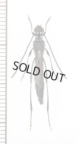 カミキリムシの一種　Necydalis sp.　♀　ベトナム北東部