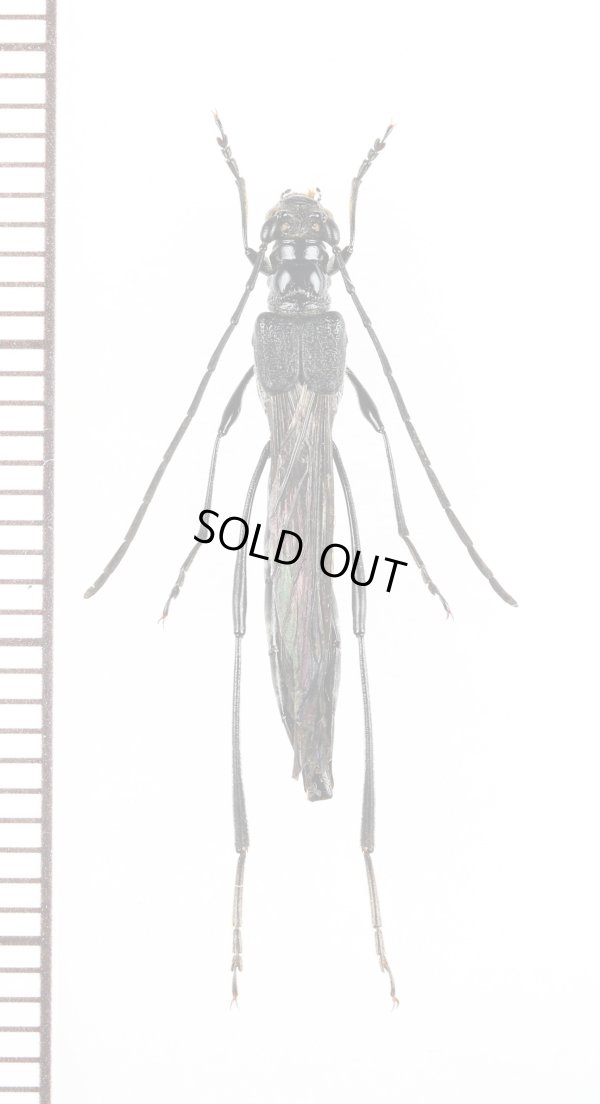 画像1: カミキリムシの一種　Necydalis sp.　♀　ベトナム北東部