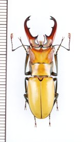 ホソアカクワガタの一種　Cyclommatus sp.　♂34.1mm　ベトナム中部