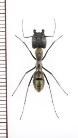 アリの一種　Formicidae species　♀   ベトナム南部