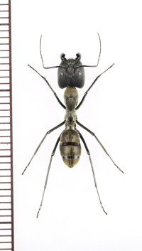 アリの一種　Formicidae species　♀   ベトナム南部