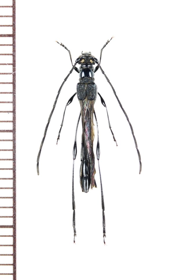 画像1: カミキリムシの一種　Necydalis sp.　♂　ベトナム北東部