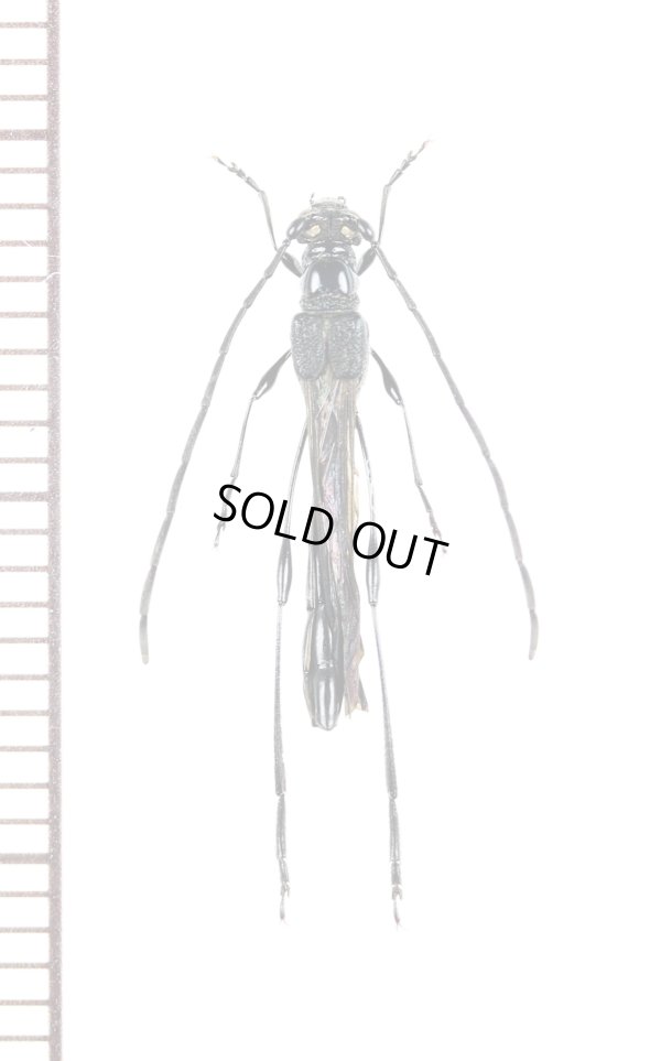 画像1: カミキリムシの一種　Necydalis sp.　♂　ベトナム北東部