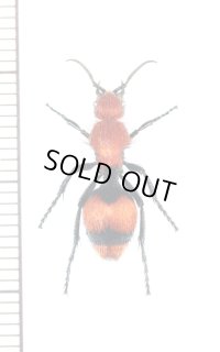アリバチの一種　Dasymutilla occidentalis　♀　アメリカ合衆国