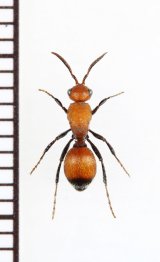 アリバチの一種　Dasymutilla nigripes　♀　アメリカ合衆国