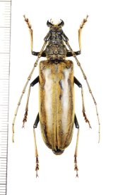 カミキリムシの一種　Nadezhdiella sp.　♀　ベトナム北東部