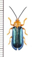 トゲハムシの一種　Hispinae species　 フィリピン(パラワン島)