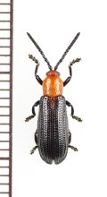 トゲハムシの一種　Hispinae species　 フィリピン(ルソン島)