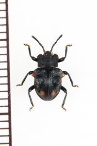 テントウムシダマシの一種　 Amphisternus sp.　フィリピン（ミンダナオ島）