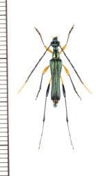 カミキリムシの一種　Cerambycidae species　フィリピン（ルソン島）