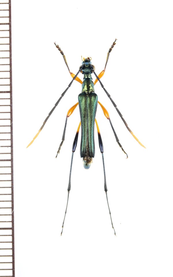 画像1: カミキリムシの一種　Cerambycidae species　フィリピン（ルソン島）