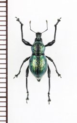 カタゾウムシの一種　Metapocyrtus sp.　 フィリピン(ミンダナオ島)