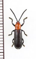 トゲハムシの一種　Hispinae species　 フィリピン(ルソン島)