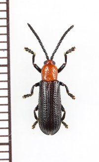 トゲハムシの一種　Hispinae species　 フィリピン(ルソン島)