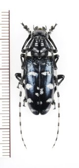 カミキリムシの一種　Anoplophora sp.　♀　ベトナム北東部