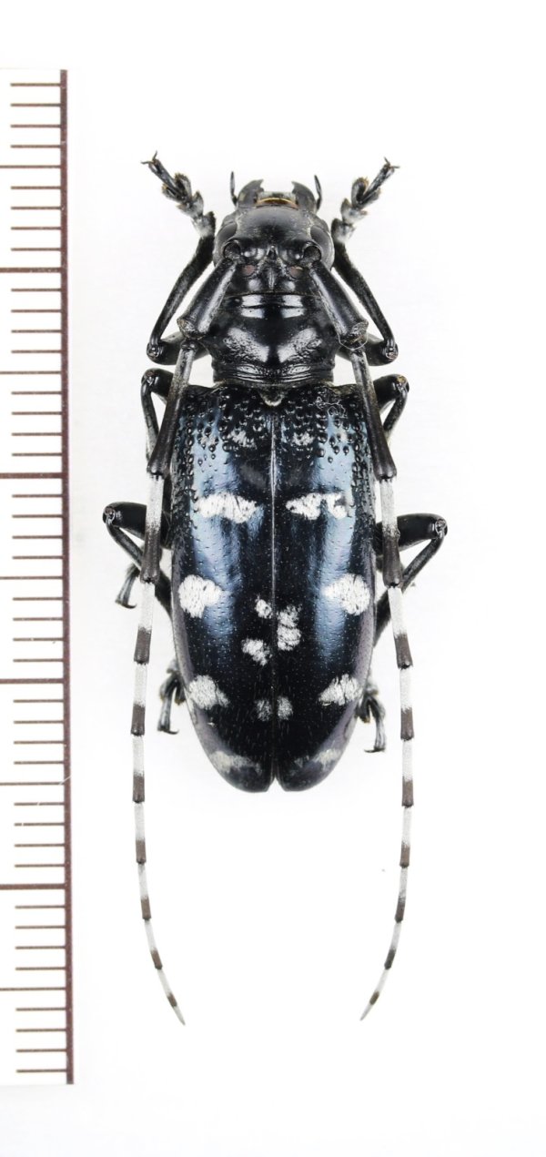 画像1: カミキリムシの一種　Anoplophora sp.　♀　ベトナム北東部