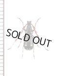 ヒゲナガゾウムシの一種　Anthribidae species　♂　ベトナム北東部