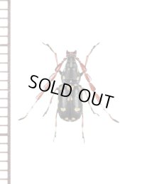 ヒゲナガゾウムシの一種　Anthribidae species　♂　ベトナム北東部