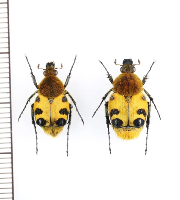 画像1: ハナバチ擬態のハナムグリの一種　トラハナムグリ　ペア　新潟県