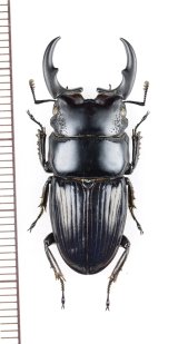 ネブトクワガタの一種　Aegus chelifer ssp.　♂33.3mm　ベトナム北中部