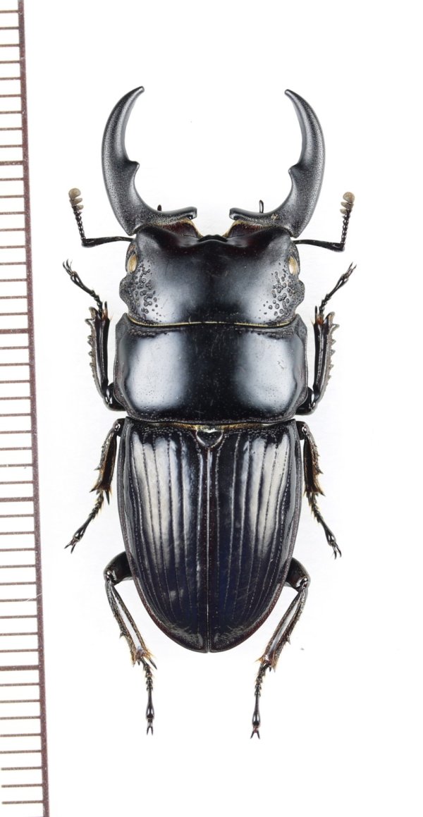 画像1: ネブトクワガタの一種　Aegus chelifer ssp.　♂33.3mm　ベトナム北中部