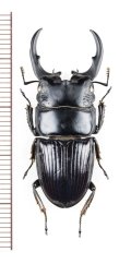 ネブトクワガタの一種　Aegus chelifer ssp.　大型♂36.9mm　ベトナム北東部