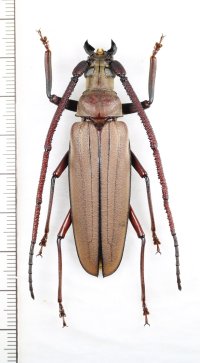 カミキリムシの一種 　Aegosoma sp.　♂61.5mm　ベトナム中部