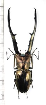 メタリフェルホソアカクワガタ　バンガイ諸島亜種　特大92.5mm　インドネシア(ペレン島)