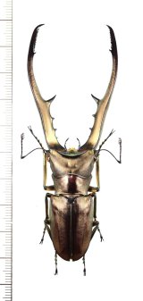 メタリフェルホソアカクワガタ　名義タイプ亜種　特大89.5mm　インドネシア(スラウェシ島)