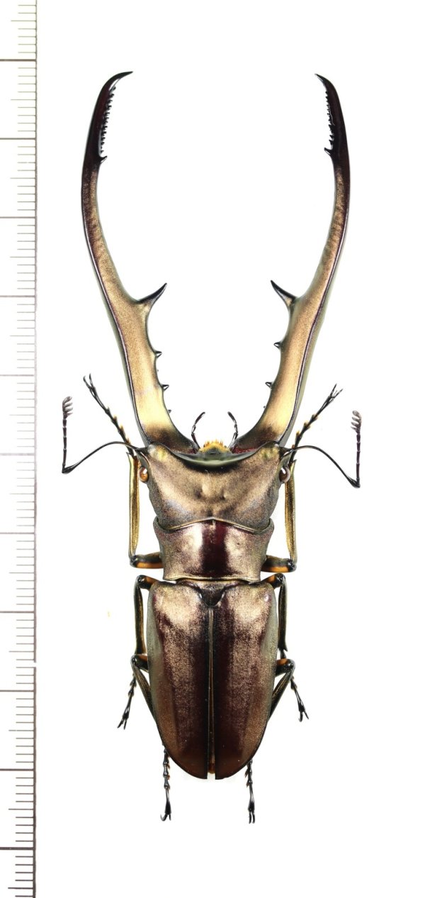 画像1: メタリフェルホソアカクワガタ　名義タイプ亜種　特大89.5mm　インドネシア(スラウェシ島)