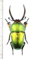 クワガタムシの一種　Lamprima adolphinae　♂49.7mm　インドネシア(ニューギニア島)