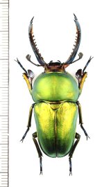 クワガタムシの一種　Lamprima adolphinae　♂49.7mm　インドネシア(ニューギニア島)