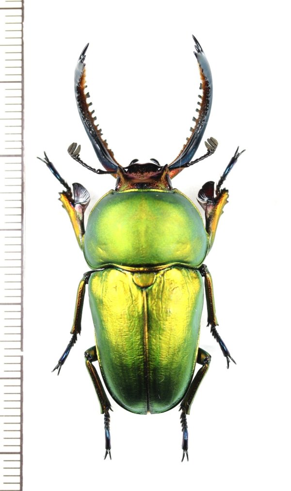 画像1: クワガタムシの一種　Lamprima adolphinae　♂49.7mm　インドネシア(ニューギニア島)