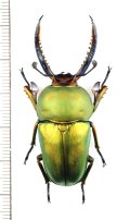 クワガタムシの一種　Lamprima adolphinae　♂50.5mm　インドネシア(ニューギニア島)