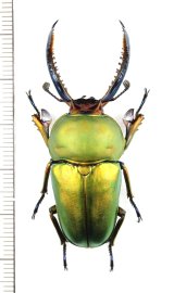 クワガタムシの一種　Lamprima adolphinae　♂50.5mm　インドネシア(ニューギニア島)