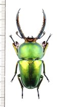 クワガタムシの一種　Lamprima adolphinae　♂50.8mm　インドネシア(ニューギニア島)