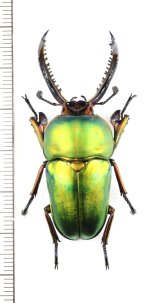 クワガタムシの一種　Lamprima adolphinae　♂50.2mm　インドネシア(ニューギニア島)