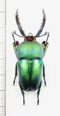 クワガタムシの一種　Lamprima adolphinae　♂51.1mm　インドネシア(ニューギニア島)