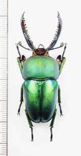 クワガタムシの一種　Lamprima adolphinae　♂51.1mm　インドネシア(ニューギニア島)